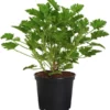 Duftgeranie, Verschiedene Sorten -Angebote Biohort Store 8813198 WE FS 001 PelargoniumDuftgeranieZitrone