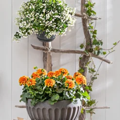 Jasminblütiger Nachtschatten, Ampel -Angebote Biohort Store 8813206 8606733 WE MO 001 GeranieOrange Jasmin GC05 2022