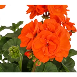 Stehende Geranie, Orange -Angebote Biohort Store 8813206 PR DE 001 PelargoniumZonaleOrangeGeranieStehendDehnerExpressHerzig