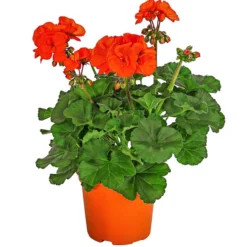 Stehende Geranie, Orange