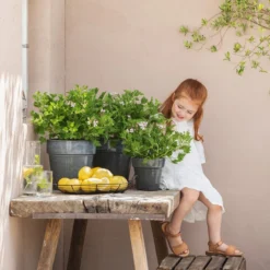 Duftgeranie, Verschiedene Sorten -Angebote Biohort Store 88133198 WE MO 001 DuftgeranieT12