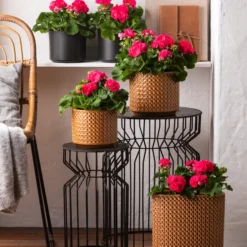 Stehende Geranie 'Rosenmädchen' 6 Stehende Geranie 'Rosenmädchen' -Angebote Biohort Store 8813347 6895643 WE MO 001 GeranieRosenmaedchen