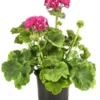 Stehende Geranie 'Rosenmädchen' -Angebote Biohort Store 8813347 PR FS 001 GeranieRosenmaedchenPelargoniumT12DehnerExpressHerzig