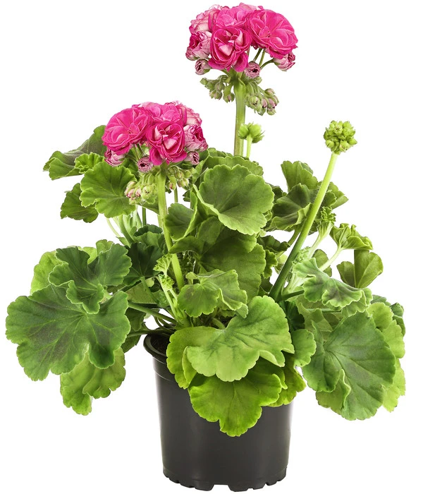 Stehende Geranie 'Rosenmädchen' 3 Stehende Geranie 'Rosenmädchen'