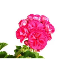 Stehende Geranie 'Rosenmädchen' 7 Stehende Geranie 'Rosenmädchen' -Angebote Biohort Store 8813347 WE DE 001 GeranieRosenmaedchenPelargoniumT12