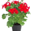 Bodendecker-Geranie 'Caliente Dark', Verschiedene Farben -Angebote Biohort Store 8813479 WE FS 003 Bodendeckergeranie