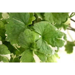 Gundermann -Angebote Biohort Store 8814147 WE DE 001 GundermannT11