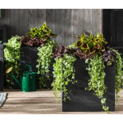 Punktblume 'Hippo', Verschiedene Sorten -Angebote Biohort Store 8814147 WE MO 001 GlechomaPlectranthusIpomoeaSolenostemonHippoMix