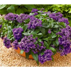 Vanilleblume -Angebote Biohort Store 8814279 BildFS 001 SonnenwendeVanilleblumeHeliotropiumArborescens