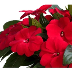 Beet- & Balkonpflanzen-Set Schattenbeet, 6-teilig 17 Beet- & Balkonpflanzen-Set Schattenbeet, 6-teilig -Angebote Biohort Store 8814634 WE DE 003 EdellieschenImpatiensNeuguineaT12DehnerExpressHerzig