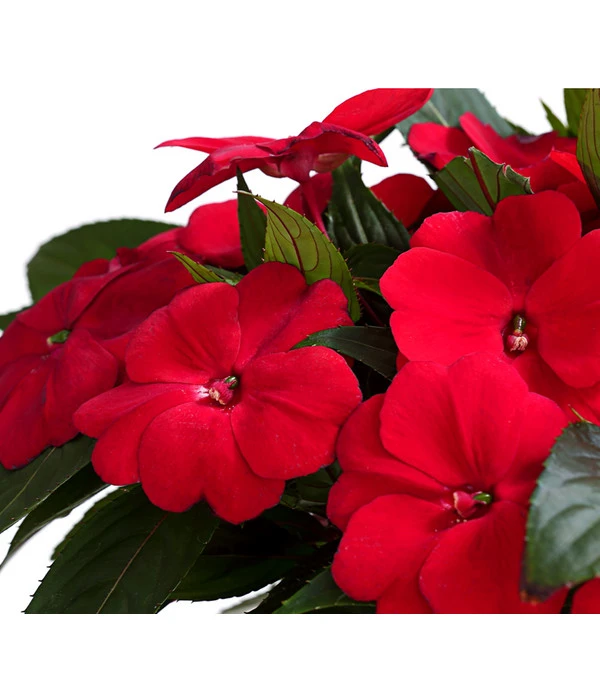 Beet- & Balkonpflanzen-Set Schattenbeet, 6-teilig 9 Beet- & Balkonpflanzen-Set Schattenbeet, 6-teilig – Bild 7