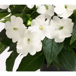 Beet- & Balkonpflanzen-Set Schattenbeet, 6-teilig 18 Beet- & Balkonpflanzen-Set Schattenbeet, 6-teilig -Angebote Biohort Store 8814634 WE DE 004 EdellieschenImpatiensNeuguineaT12DehnerExpressHerzig