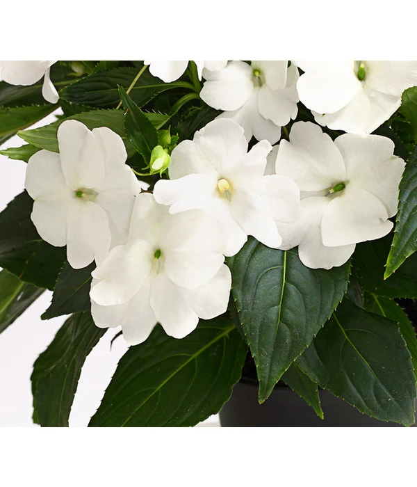 Beet- & Balkonpflanzen-Set Schattenbeet, 6-teilig 10 Beet- & Balkonpflanzen-Set Schattenbeet, 6-teilig – Bild 8