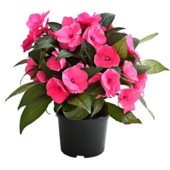 Edellieschen, Verschiedene Farben -Angebote Biohort Store 8814634 WE FS 002 EdellieschenImpatiensNeuguineaT12DehnerExpressHerzig