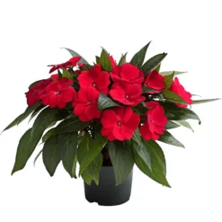 Edellieschen, Verschiedene Farben -Angebote Biohort Store 8814634 WE FS 003 EdellieschenImpatiensNeuguineaT12DehnerExpressHerzig 1