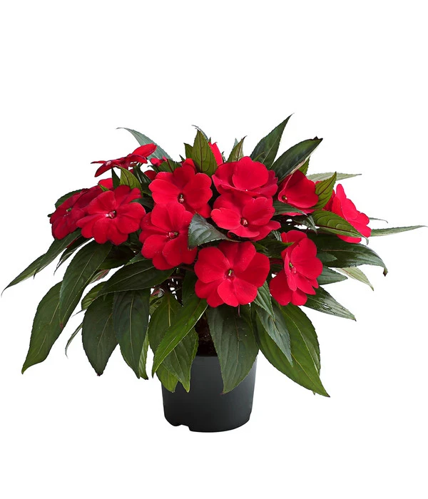 Beet- & Balkonpflanzen-Set Schattenbeet, 6-teilig 5 Beet- & Balkonpflanzen-Set Schattenbeet, 6-teilig – Bild 3