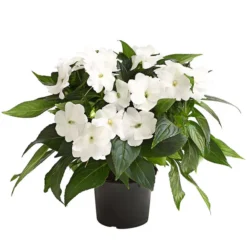 Edellieschen, Verschiedene Farben -Angebote Biohort Store 8814634 WE FS 004 EdellieschenImpatiensNeuguineaT12DehnerExpressHerzig 1