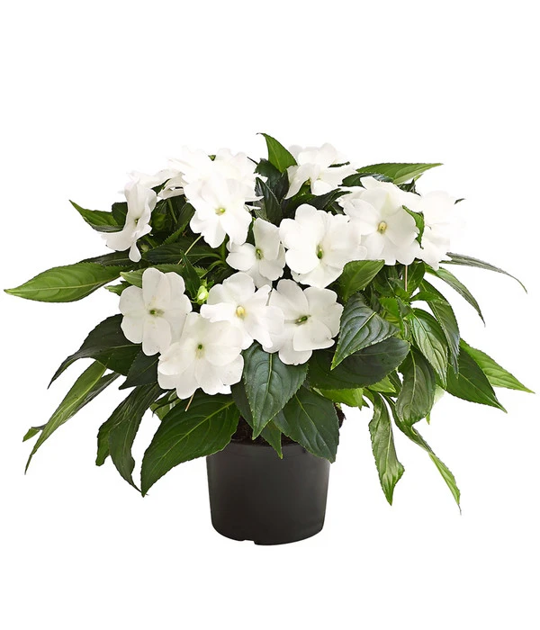 Beet- & Balkonpflanzen-Set Schattenbeet, 6-teilig 6 Beet- & Balkonpflanzen-Set Schattenbeet, 6-teilig – Bild 4