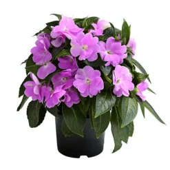 Edellieschen, Verschiedene Farben -Angebote Biohort Store 8814634 WE FS 005 EdellieschenImpatiensNeuguineaT12DehnerExpressHerzig