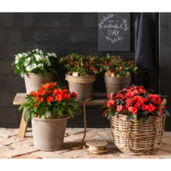 Edellieschen, Verschiedene Farben -Angebote Biohort Store 8814634 WE MO 001 ImpatiensNeuGuineaEdellieschen 2021 GC15