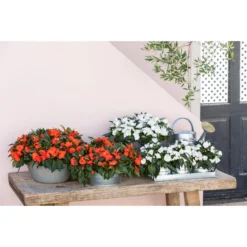 Blechgießkanne Für Den Garten 7 Blechgießkanne Für Den Garten -Angebote Biohort Store 8814634 WE MO 001 ImpatiensT12 1