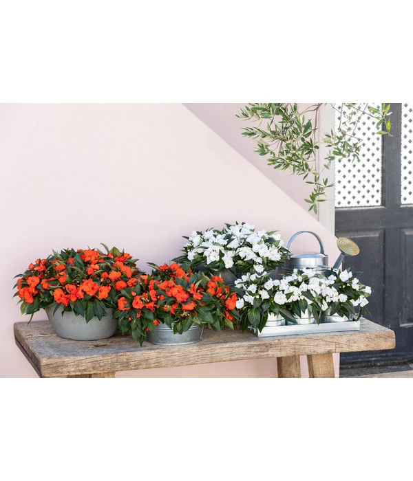 Blechgießkanne Für Den Garten 5 Blechgießkanne Für Den Garten – Bild 3