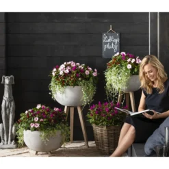 Edellieschen, Verschiedene Farben -Angebote Biohort Store 8814634 WE MO 003 ImpatiensNeuGuineaDichondraCelosiaVenezuela2021GC15