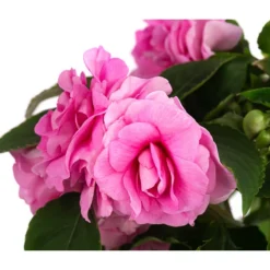 Fleißiges Lieschen, Gefüllt, Verschiedene Farben 12 Fleißiges Lieschen, Gefüllt, Verschiedene Farben -Angebote Biohort Store 8814659 WE DE 001 ImpatiensWallGefT12