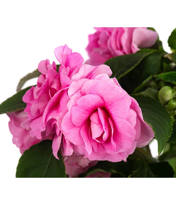 Fleißiges Lieschen, Gefüllt, Verschiedene Farben 7 Fleißiges Lieschen, Gefüllt, Verschiedene Farben – Bild 5