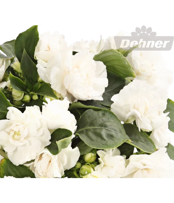 Fleißiges Lieschen, Gefüllt, Verschiedene Farben 8 Fleißiges Lieschen, Gefüllt, Verschiedene Farben – Bild 6