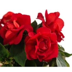 Fleißiges Lieschen, Gefüllt, Verschiedene Farben 11 Fleißiges Lieschen, Gefüllt, Verschiedene Farben -Angebote Biohort Store 8814659 WE DE 002 ImpatiensWallGefT12