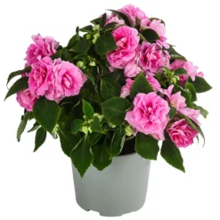 Fleißiges Lieschen, Gefüllt, Verschiedene Farben 9 Fleißiges Lieschen, Gefüllt, Verschiedene Farben -Angebote Biohort Store 8814659 WE FS 001 ImpatiensWallGefT12