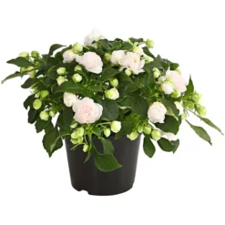 Fleißiges Lieschen, Gefüllt, Verschiedene Farben 10 Fleißiges Lieschen, Gefüllt, Verschiedene Farben -Angebote Biohort Store 8814659 WE FS 014 FleissigesLieschenGefuelltImpatiensWallerianaT12