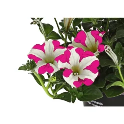 Hängepetunie 'Pink Heart®' -Angebote Biohort Store 8814899 WE DE 001 HaengepetuniePinkHeart