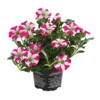 Hängepetunie 'Pink Heart®' 1 Hängepetunie 'Pink Heart®' -Angebote Biohort Store 8814899 WE FS 001 HaengepetuniePinkHeart