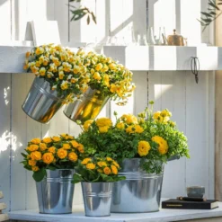 Rosenprimel 'Belarina', Verschiedene Farben -Angebote Biohort Store 8815011 8808214 8806606 WE MO 001 RanunkelHornveilchenRosenprimel 1