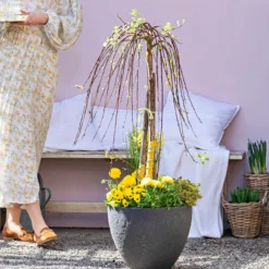 Dehner Gourmet Garten Zitronen-Thymian 9 Dehner Gourmet Garten Zitronen-Thymian -Angebote Biohort Store 8815011 WE MO 001 FrueheFarbefuersZuhauseGelb