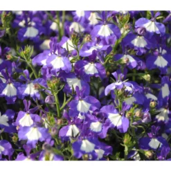 Männertreu 'Blue Eye' 15 Männertreu 'Blue Eye' -Angebote Biohort Store 8815649 WE DE 002LobeliaErinusBlueEyeJPR2012StefanGloede