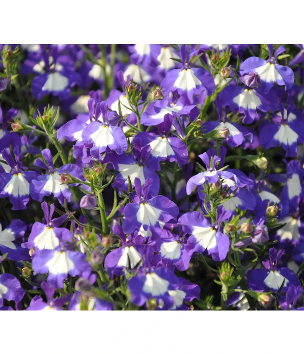 Männertreu 'Blue Eye' 9 Männertreu 'Blue Eye' – Bild 7