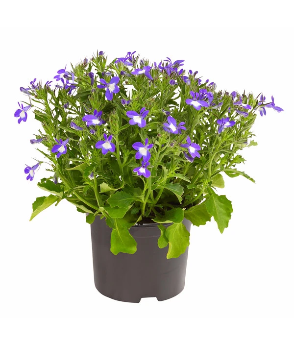 Männertreu 'Blue Eye' 3 Männertreu 'Blue Eye'