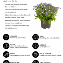 Männertreu 'Blue Eye' 14 Männertreu 'Blue Eye' -Angebote Biohort Store 8815649 WE IG 001 Maennertreu