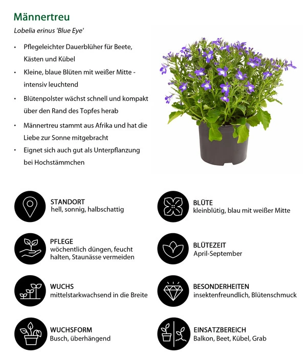 Männertreu 'Blue Eye' 8 Männertreu 'Blue Eye' – Bild 6