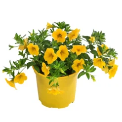 Minihängepetunie, Gelb