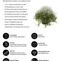 Mueca - Gitterkraut Und Mühlenbeckia -Angebote Biohort Store 8815763 WE IG 001 MuecaT13MuehlenbeckiaCalocephalus