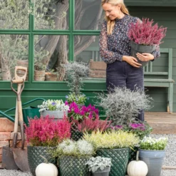 Mueca - Gitterkraut Und Mühlenbeckia -Angebote Biohort Store 8815763 WE MO 001 MuecaGitterkrautMuehlenbeckia