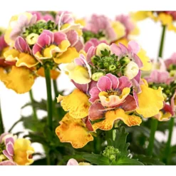 Elfenspiegel, Verschiedene Sorten -Angebote Biohort Store 8815888 PR DE 001 NemesiaElfenspiegelT11DehnerExpressHerzig