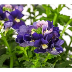 Elfenspiegel, Verschiedene Sorten -Angebote Biohort Store 8815888 PR DE 002 NemesiaElfenspiegelT11DehnerExpressHerzig