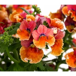 Elfenspiegel, Verschiedene Sorten -Angebote Biohort Store 8815888 PR DE 003 NemesiaElfenspiegelT11DehnerExpressHerzig