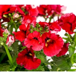 Elfenspiegel, Verschiedene Sorten -Angebote Biohort Store 8815888 PR DE 004 NemesiaElfenspiegelT11DehnerExpressHerzig