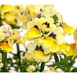 Elfenspiegel, Verschiedene Sorten -Angebote Biohort Store 8815888 PR DE 005 NemesiaElfenspiegelT11DehnerExpressHerzig